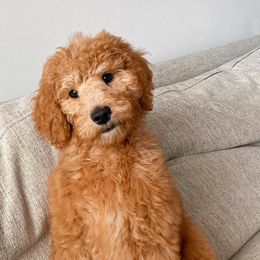 Goldendoodles from The Doodle Home