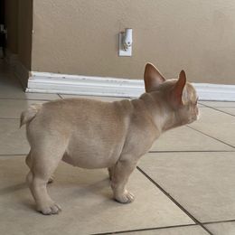 French Bulldog Puppies from MaFrenchiesBadandBoujee