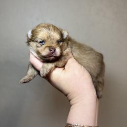 Trixi - Orange female Pomeranian puppy in Phoenix, Arizona from Luxpomz