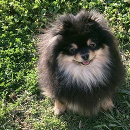 VooDoo - Pomeranian