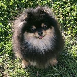 VooDoo - Pomeranian