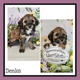 Junie - Sable female Schnoodle puppy in Lebanon, Missouri from Cedar Glades Canines
