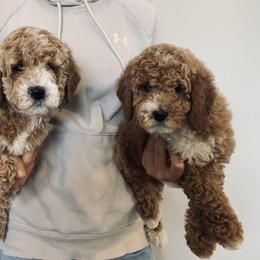 Goldendoodle Puppies from Martin’s Doodles