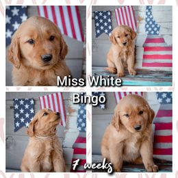 Golden Retriever Puppies from SK Golden Retrievers