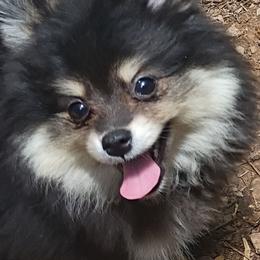 Midnight - Tri-colored female Pomeranian puppy in Parthenon, Arkansas from Michelle's Poms