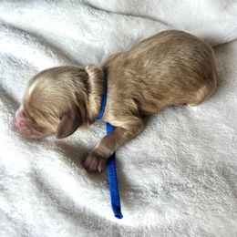 Blue Collar - Red male Cavapoo puppy in Powder Springs, Georgia from West Cobb Dogs