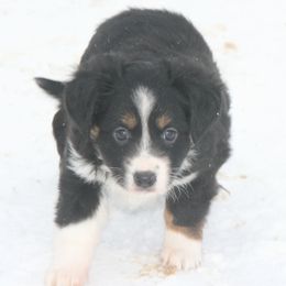 Josie - Black tri female Miniature Australian Shepherd puppy in Fairview, South Dakota from Dakota Toy Aussies