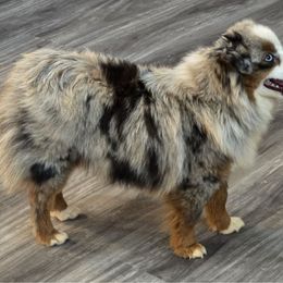 Barbie - Toy Australian Shepherd