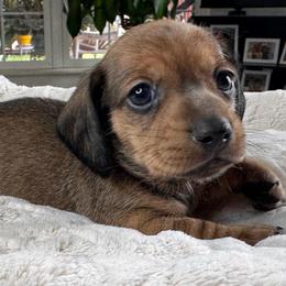 Scooter - Sable male Dachshund puppy in Wallingford, Kentucky from Hensley Homestead Dachshunds