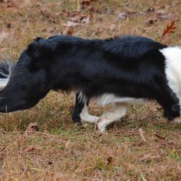 Border Collies from Angela's Border Collies