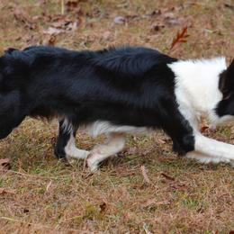 Border Collies from Angela's Border Collies
