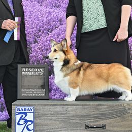 Macie - Pembroke Welsh Corgi