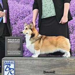 Macie - Pembroke Welsh Corgi