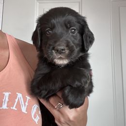 Boy 5 - male Golden Mountain Dog puppy in Wyoming from Great Basin BMD