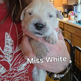 Girl 5 - Light golden female Golden Retriever puppy in Waynesburg, Ohio from Avalon English Retrievers