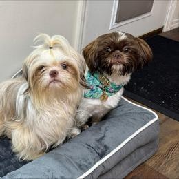 Shih Tzu puppies from Lopez Family Tails