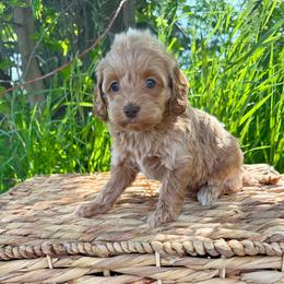 Kailani - Buff female Cockapoo puppy in Beresford, South Dakota from DAKOTA DOOD RANCH