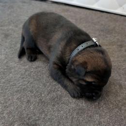 Black - Sable male German Shepherd puppy in Motley, Minnesota from Von Thomson Haus