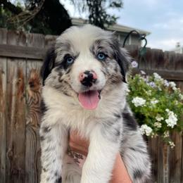 Gemelli - Blue merle female Miniature Australian Shepherd puppy in Fort Collins, Colorado from Basil’s Sweet Creatures