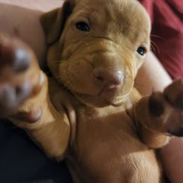 Vizsla Puppies from Western Tennessee Vizslas