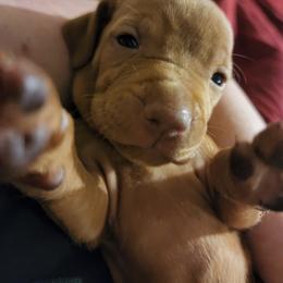 Vizsla Puppies from Western Tennessee Vizslas