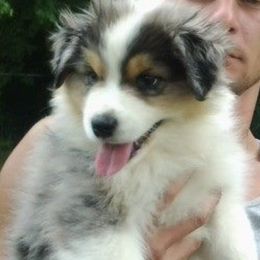 Australian Shepherds from Patti Miley