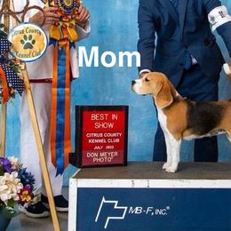 Beagles from Seaside Wanderlust Beagles