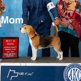 Beagles from Seaside Wanderlust Beagles