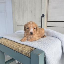 Duncan - Red male Cavapoo puppy in Floyd, Virginia from Hearts and Paws Poodles and Doodles