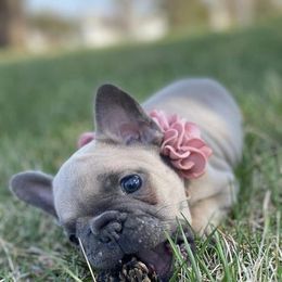 French Bulldog Puppies from Farm Fresh Frenchies