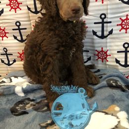 Poodle Puppies from Shallow Bay Standard Poodles