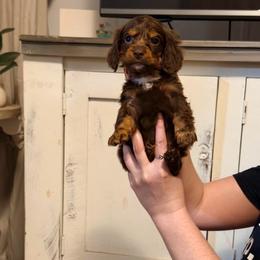 Romeo - Chocolate male Dachshund puppy in Silsbee, Texas from The Doxie Den