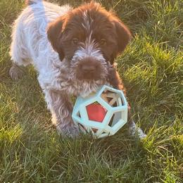 Wirehaired Pointing Griffon Puppies from Happy Hollow Griffons