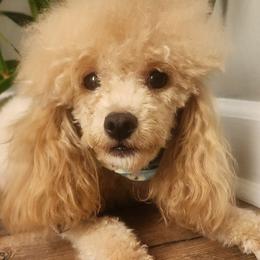 Noogie - Poodle