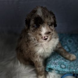 Boy 1 - Aussiedoodle puppy in Leitchfield, Kentucky from Salt River Kennels
