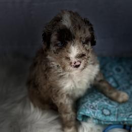 Boy 1 - Aussiedoodle puppy in Leitchfield, Kentucky from Salt River Kennels