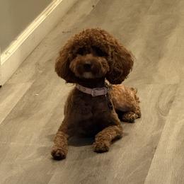 Poodle puppies from Kern County Miniature Red Poodles