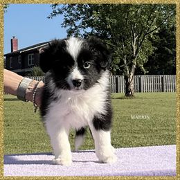 Marion - Black female Border Collie puppy in New Market, Alabama from Kensington Border Collies