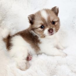 Clara Belle - Chocolate parti female Pomeranian puppy in Cleveland, Tennessee from Deborah's Darlings