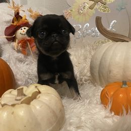 Mortica, formerly Bailey, Black and tan girl - Black female Pug puppy in Onalaska, Washington from Cupid’s Pugs