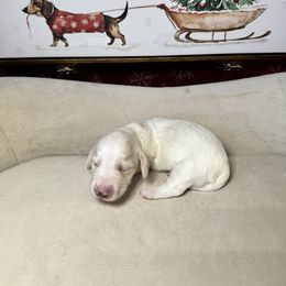 Marshmallow - Piebald male Dachshund puppy in Kissimmee, Florida from Mini Doxie Cuties