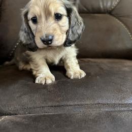 Milo - Cream male Dachshund puppy in Corona, California from ChezBeale