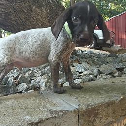 Green - Liver roan male German Shorthaired Pointer puppy in Dahlonega, Georgia from Pointer Mountain Bird Dogs