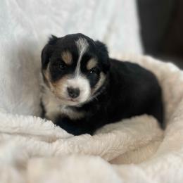 Aspen - Black tri female Miniature American Shepherd puppy in Murray, Utah from Regal Miniature American Shepherds | Regal Miniature Australian Shepherds