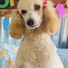 Luna - Poodle