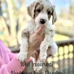 Whit - Parti male Goldendoodle puppy in Cedar Falls, Iowa from Northeast Iowa Doodles