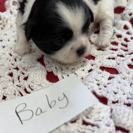 Baby - Black and white female Shih Tzu puppy in Marshfield, Missouri from Hillside Loop Kennel LLC