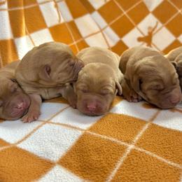 Boy 3 - male Labrador Retriever puppy in Alcester, South Dakota from R-Team