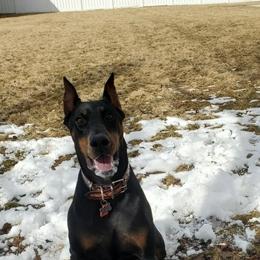 Doberman Pinschers from Rebecca Banderas