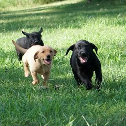 Labrador Retrievers from Coteau Prairie British Labradors